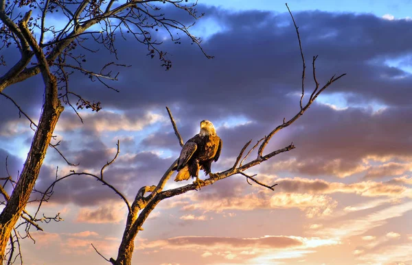 Majestic Bald Eagle sedí na větvi stromu na slunci proti zapadajícímu nebi — Stock fotografie