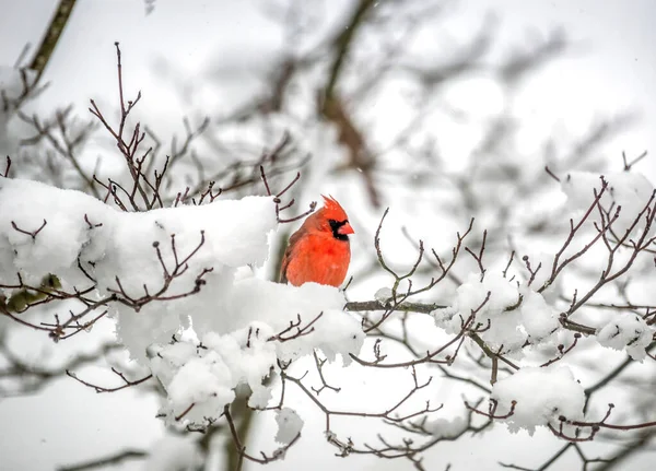Kolorowy Mężczyzna Czerwony Północny Kardynał Siedzący Gałęzi Pokrytego Śniegiem Drzewa — Zdjęcie stockowe