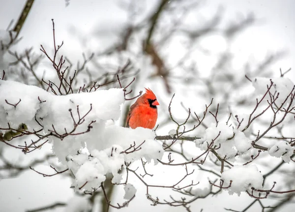 Colorful Male Red Northern Cardinal Perched Branch Snow Covered Tree Stock Picture