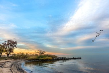 A flock of Canadian Geese soaring over an idyllic Chesapeake Bay beach during a beautiful sunset in Maryland clipart