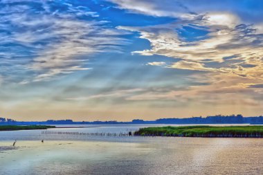 Maryland 'deki Blackwater Vahşi Yaşam Sığınağı' nda Chesapeake Körfezi 'nin güzel günbatımında Büyük Mavi Balıkçıl bir kumsalda balık tutuyor.