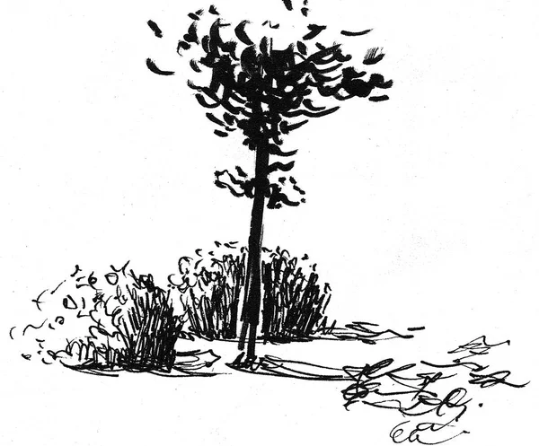 Ilustración de tinta de árboles en crecimiento con un poco de hierba. Silueta aislada sobre fondo blanco . —  Fotos de Stock