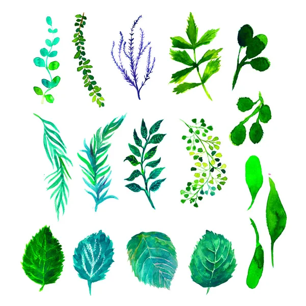 Set van groene aquarel bladeren en gras. — Stockfoto