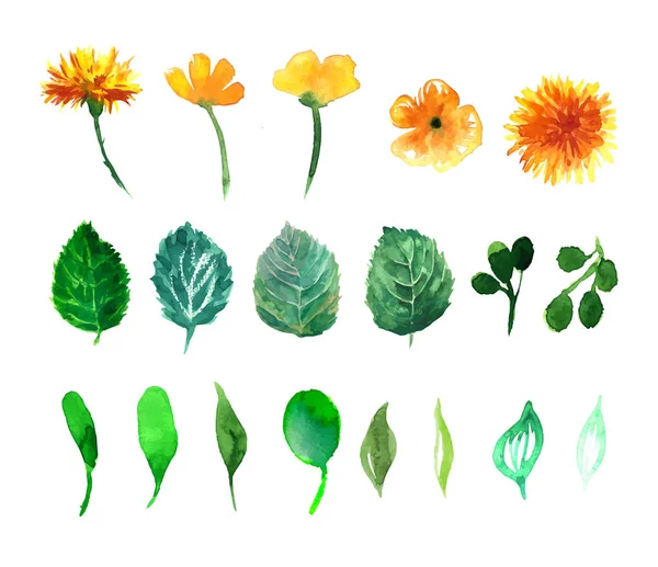 Watercolor dandelion . Floral background. Stock Vector