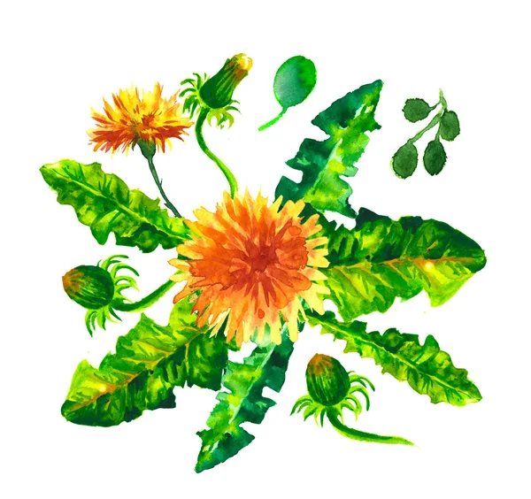 floral set. Collection with leaves.Spring or summer design for invitation, wedding or greeting cards.