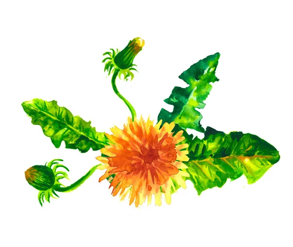 floral set. Collection with leaves.Spring or summer design for invitation, wedding or greeting cards.
