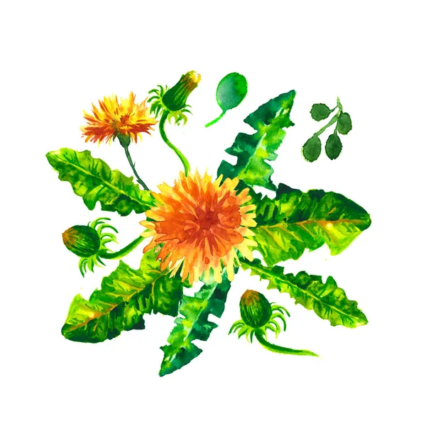 Flowers Dandelions watercolor illustration. Manual composition. Mothers Day, wedding, birthday, Easter, Valentines Day. Spring. Summer.