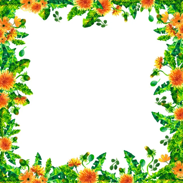 Aquarel voorjaar paardebloem bloemen, bloesems vierkant frame geïsoleerd op witte achtergrond. — Stockfoto