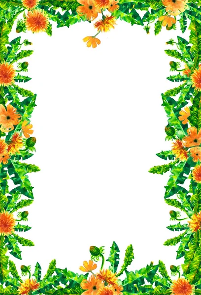 Aquarel paardebloem bloemen, bloesems rechthoekig frame geïsoleerd op witte achtergrond. — Stockfoto