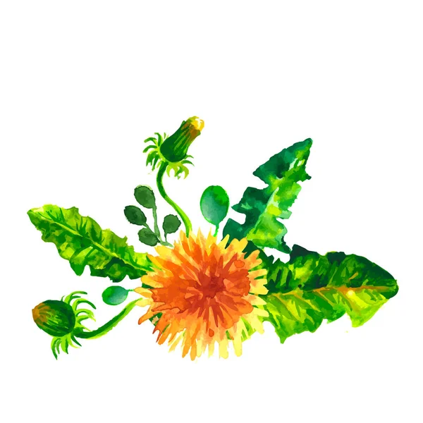Vector Flowers Dandelions watercolor illustration. Manual composition. Mother s Day, wedding, birthday, Easter, Valentine s Day. Spring. Summer.
