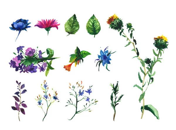 Vektorové Sada akvarel výkresu divoké květiny, byliny, ručně kreslené ilustrace — Stockový vektor