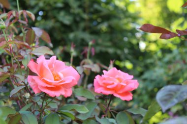 Pembe renkli gül arka plan