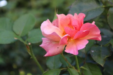 Pembe renkli gül arka plan