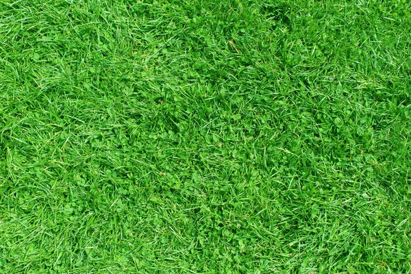 Nature green grass background top view — Stock Photo, Image