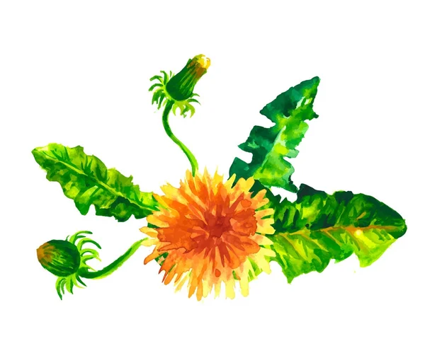 floral set. Collection with leaves.Spring or summer design for invitation, wedding or greeting cards.
