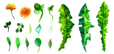 çiçek kümesi. Koleksiyon yaprakları ile. Bahar ya da yaz tasarım ı