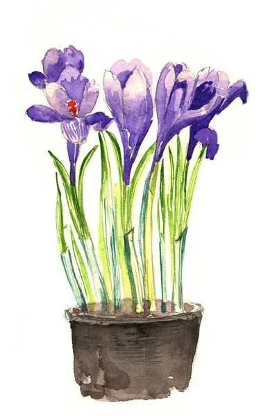 Heldere aquarel iris bloemen en anemonen. Illustratie — Stockfoto