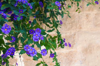 Mor Loblia bir taş duvar üzerinde büyüyen