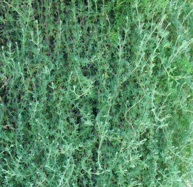 Close-up full frame green grass background bougainvillea leave. non-flower.