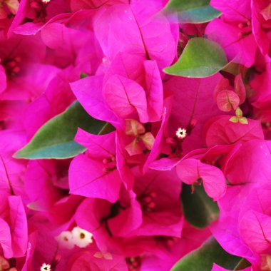 Kusursuz arka plan çiçekleri kapanıyor. Çiçekleri arka plan olarak açıyor. Çiçek arka planı.