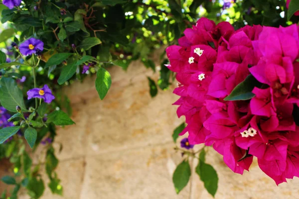 Las flores de la buganvilla se cierran. La buganvilla floreciente. Las flores de la buganvilla como fondo. Fondo floral . —  Fotos de Stock