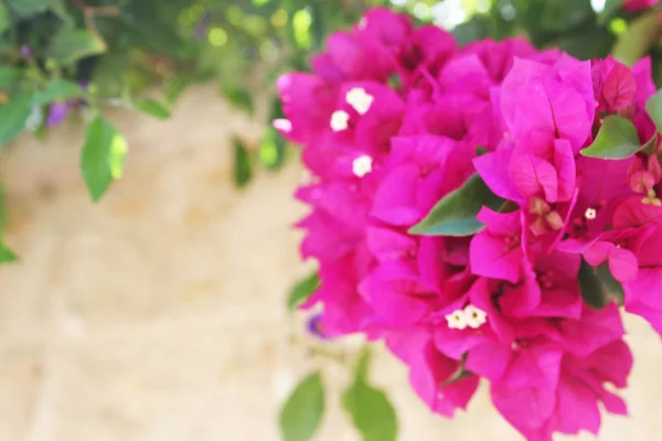 Bougainvillea blommor närbild. Blommande bougainvillea. Bougainvillea blommor som bakgrund. Blommig bakgrund. — Stockfoto