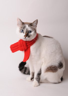 Mavi gözlü kedi hafif bir arka plan üzerinde kırmızı örgü şal