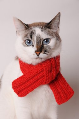 Mavi gözlü kedi hafif bir arka plan üzerinde kırmızı örgü şal