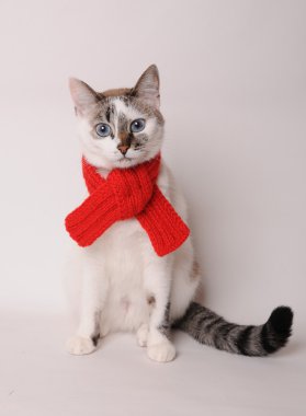 Mavi gözlü kedi hafif bir arka plan üzerinde kırmızı örgü şal