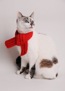 Mavi gözlü kedi hafif bir arka plan üzerinde kırmızı örgü şal