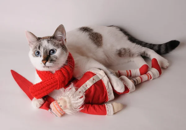 Kočka v červeným šátkem s Santa Claus na světlém pozadí — Stock fotografie