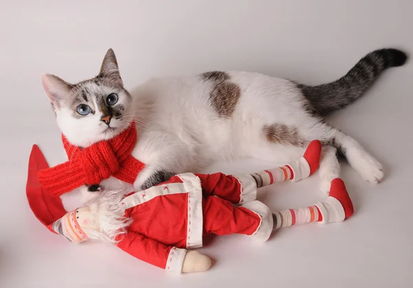 Kočka v červeným šátkem s Santa Claus na světlém pozadí — Stock fotografie