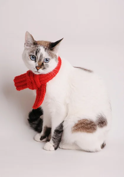 Gato de olhos azuis usando um cachecol de malha vermelho em um fundo claro — Fotografia de Stock