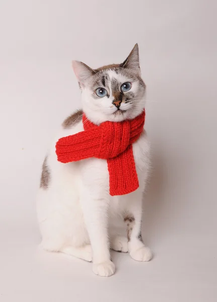 Голубоглазый кот в красном вязаном шарфе на светлом фоне — стоковое фото
