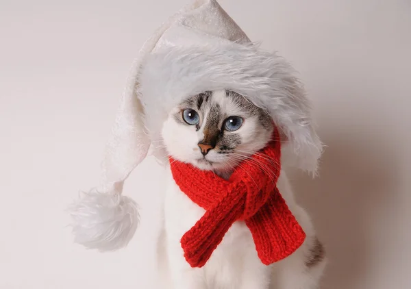 Gatto dagli occhi azzurri che indossa una sciarpa rossa a maglia e un cappello di Babbo Natale su uno sfondo leggero — Foto Stock