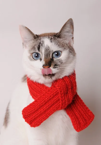 Kočka s modrýma očima nosí červený pletený šátek na světlém pozadí — Stock fotografie