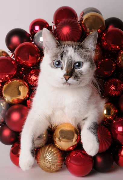 Niebieskooka biały kot wśród bombki — Zdjęcie stockowe