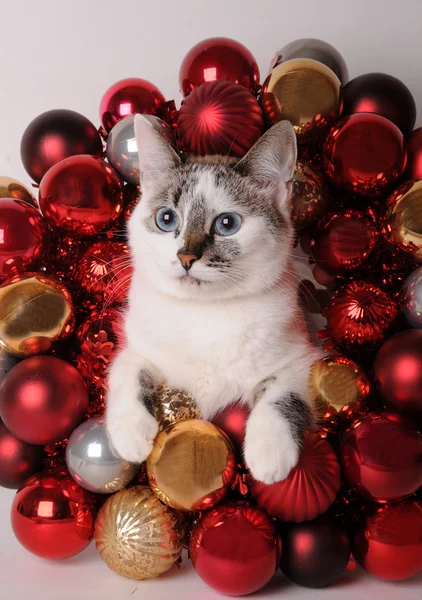Modrooký bílá kočka mezi vánoční koule — Stock fotografie