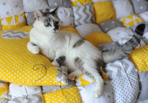 Chat blanc aux yeux bleus couché sur le textile de couverture — Photo