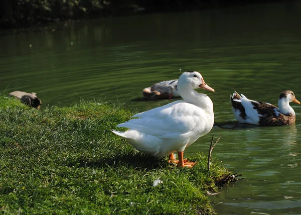 Patos domésticos están caminando por el estanque — Foto de Stock