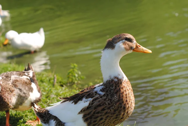 Les canards domestiques marchent près de l'étang — Photo