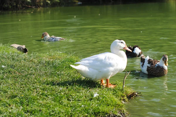 Домашні качки йдуть біля ставка — стокове фото