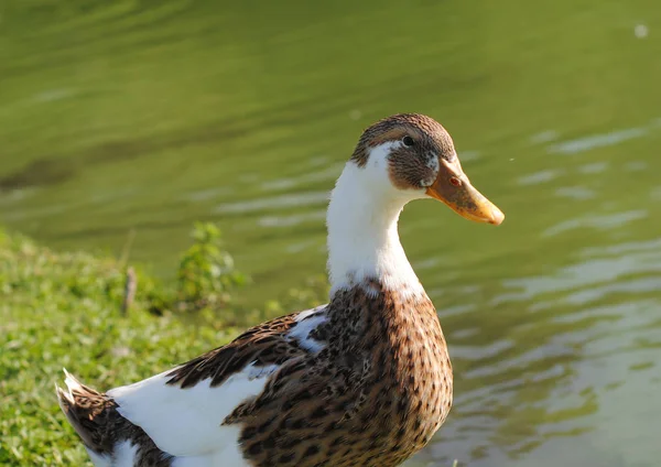 Domestic ducks are walking by the pond — Stock Photo, Image