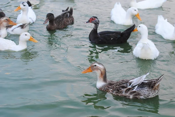 Patos salpicando en el lago — Foto de Stock