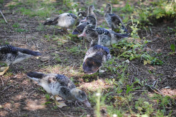 Les canards se promènent dans l'étang — Photo