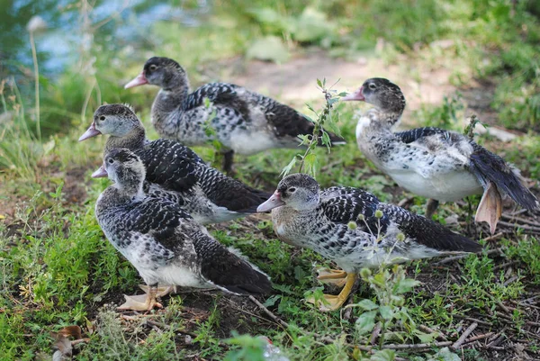 Les canards se promènent dans l'étang — Photo