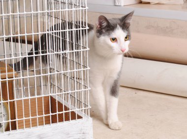 White and gray cat and a bird cage