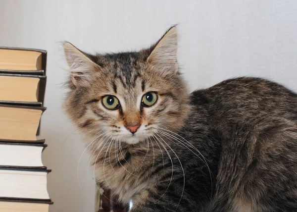 Tabby gato com uma pilha de livros — Fotografia de Stock