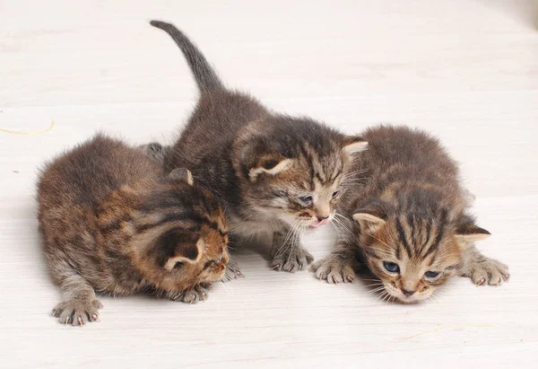 Three newborns small striped kitten — Stock Photo, Image