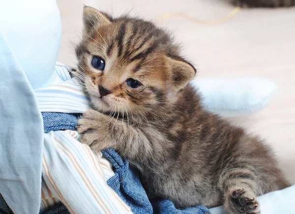 Tiny pasgeboren tabby kitten speelgoed konijn knuffelen — Stockfoto